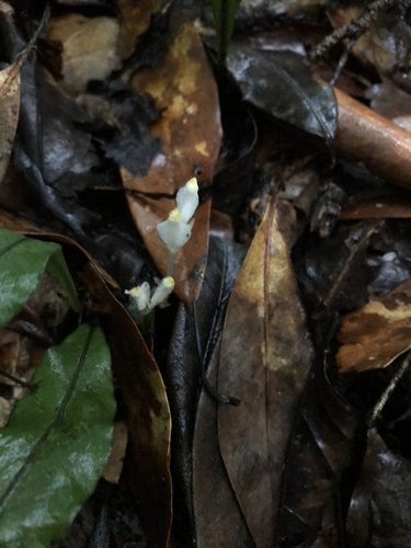 Burmannia cryptopetala iNat (3)