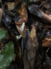 Burmannia cryptopetala