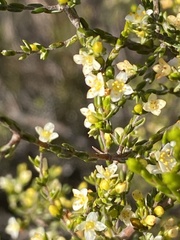 Lachnaea axillaris