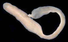 Cestoplana