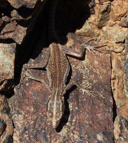 Platysaurus attenboroughi