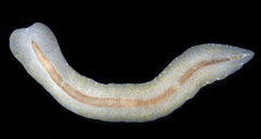 Prosthiostomidae