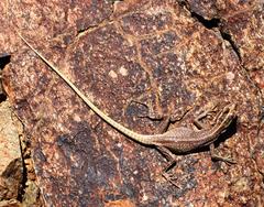 Platysaurus attenboroughi