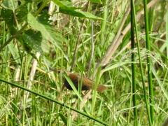 Acrocephalus stentoreus