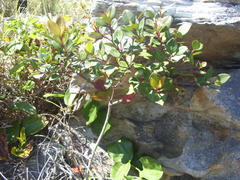 Pseudoscolopia polyantha