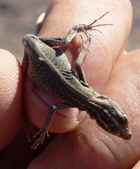 Platysaurus attenboroughi