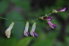 Vicia dumetorum