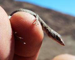 Platysaurus attenboroughi