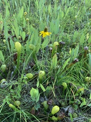 Rudbeckia glaucescens