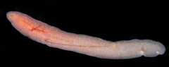 Cestoplana