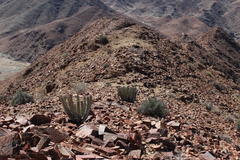 Euphorbia virosa virosa