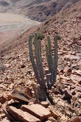 Euphorbia virosa virosa