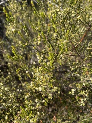 Lachnaea axillaris