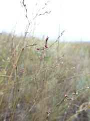 Polygonum equisetiforme