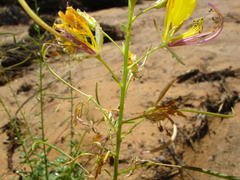 Cleome foliosa lutea