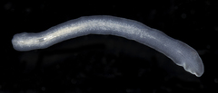 Cestoplana