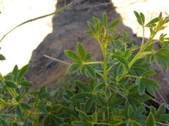 Cleome foliosa lutea