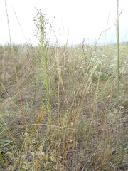 Polygonum equisetiforme