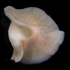 Acotylea