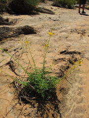Cleome foliosa lutea