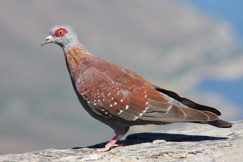 Speckled Pigeon