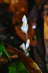 Burmannia cryptopetala