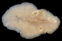 Acotylea
