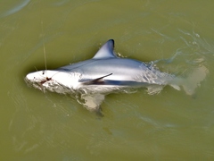 Carcharhinus limbatus
