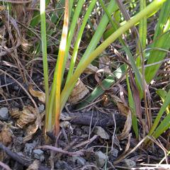 Kniphofia breviflora