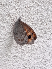 Lasiommata maera