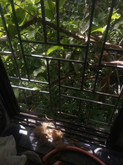 Vandeleuria oleraceus