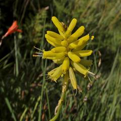 Kniphofia breviflora