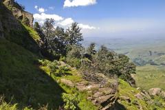 Kniphofia breviflora