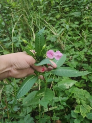 Impatiens glandulifera