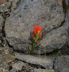Castilleja hirsuta