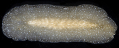 Acotylea