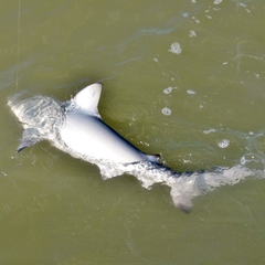 Carcharhinus limbatus