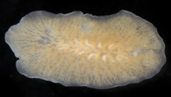 Acotylea