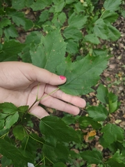 Acer tataricum