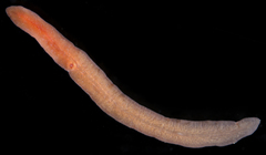 Cestoplana
