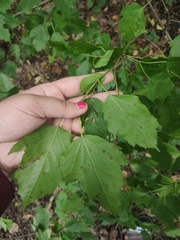 Acer tataricum