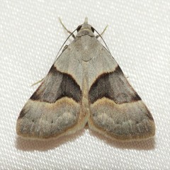 Hemeroplanis incusalis