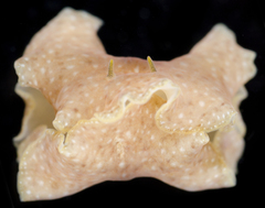 Acotylea