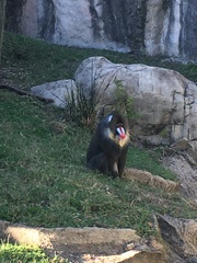 Mandrillus sphinx