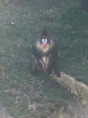 Mandrillus sphinx
