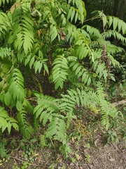 Sorbaria sorbifolia