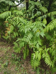 Sorbaria sorbifolia