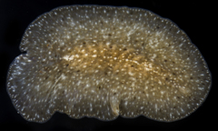 Acotylea