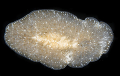 Acotylea