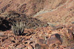 Euphorbia virosa virosa